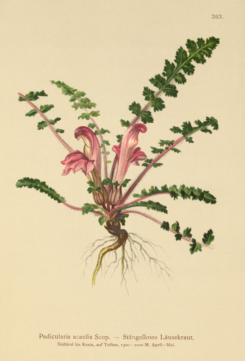 Lousewort sem haste (Pedicularis acaulis) de German School