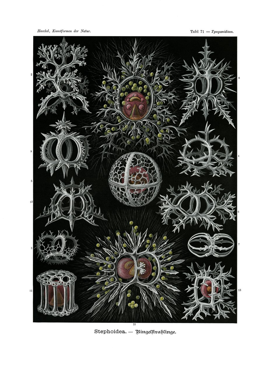 Stephoidea, 1899-1904 de German School