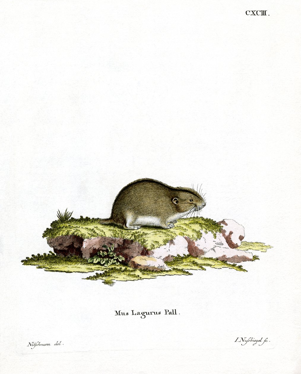 Estepe Lemming (gravação a cores) de German School