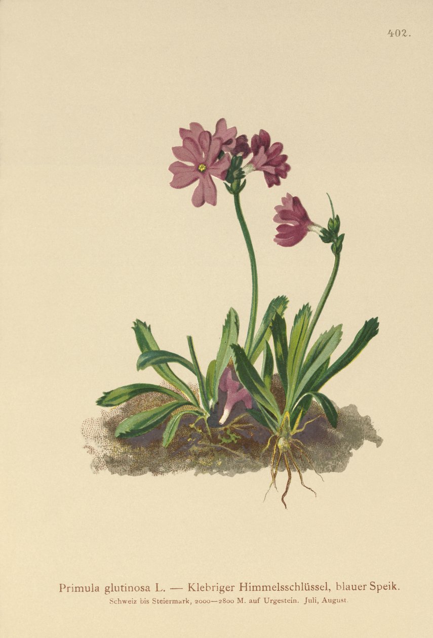 Primrose pegajosa (Primula glutinosa) de German School