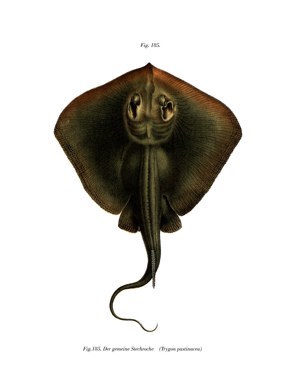 Sting Ray (cor litho) de German School