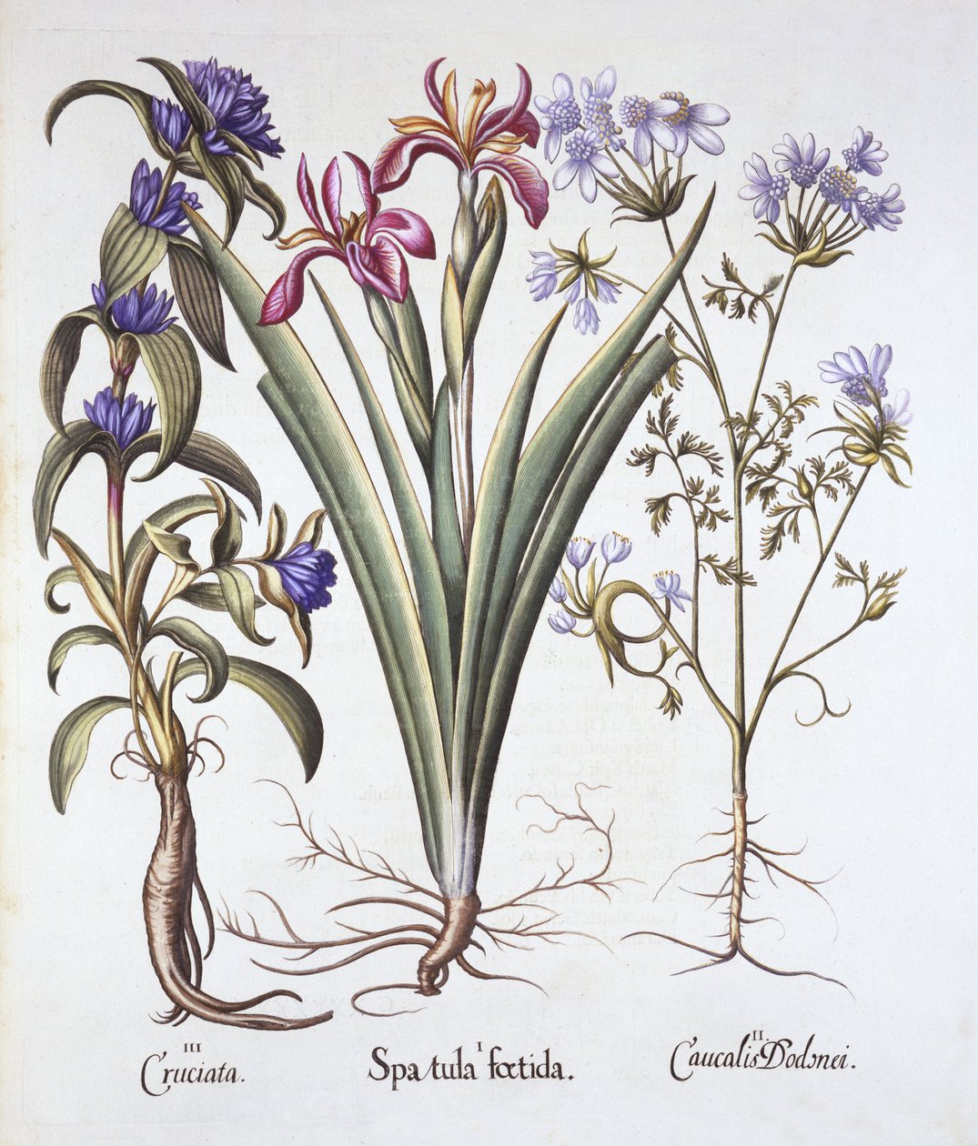 Íris fedorenta, Orlaya e Genciana Crosswort, de Hortus Eystettensis, de Basil Besler (1561-1629), pub. 1613 (gravura colorida à mão) de German School