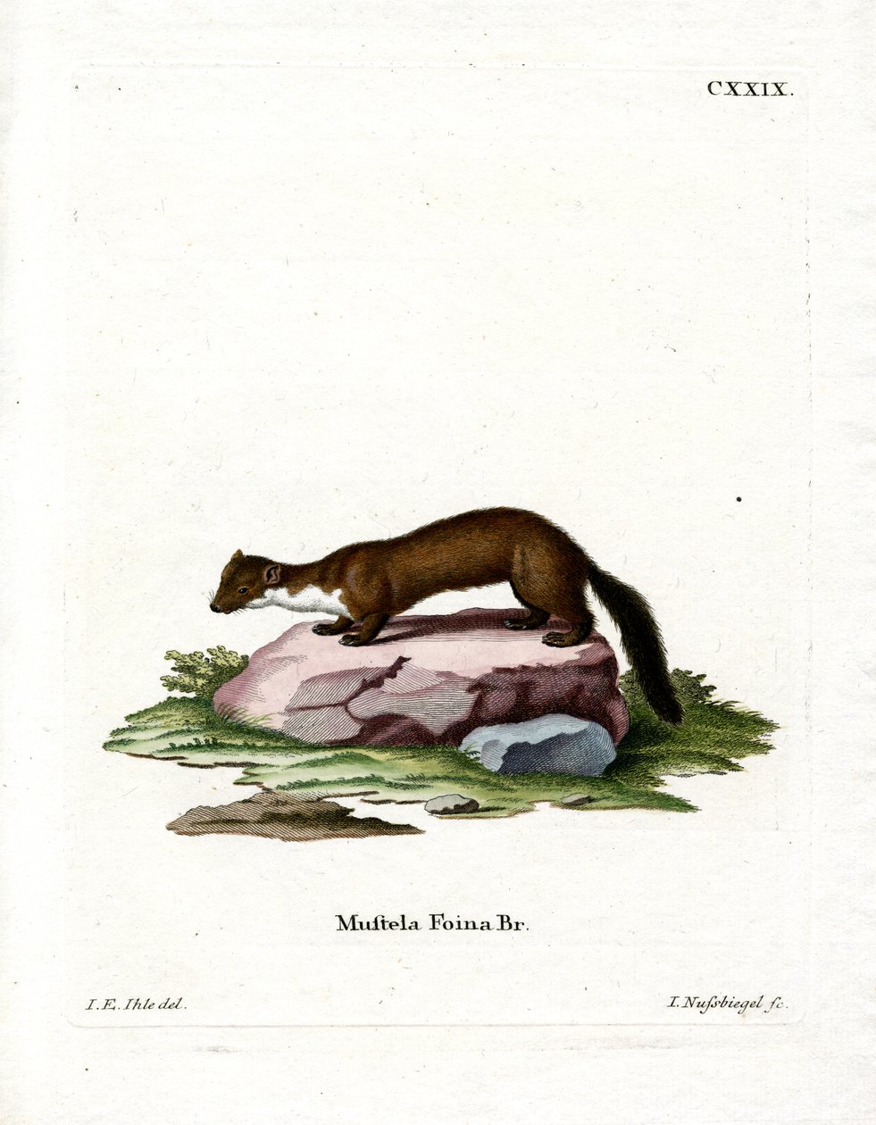 Stone Marten (gravação a cores) de German School