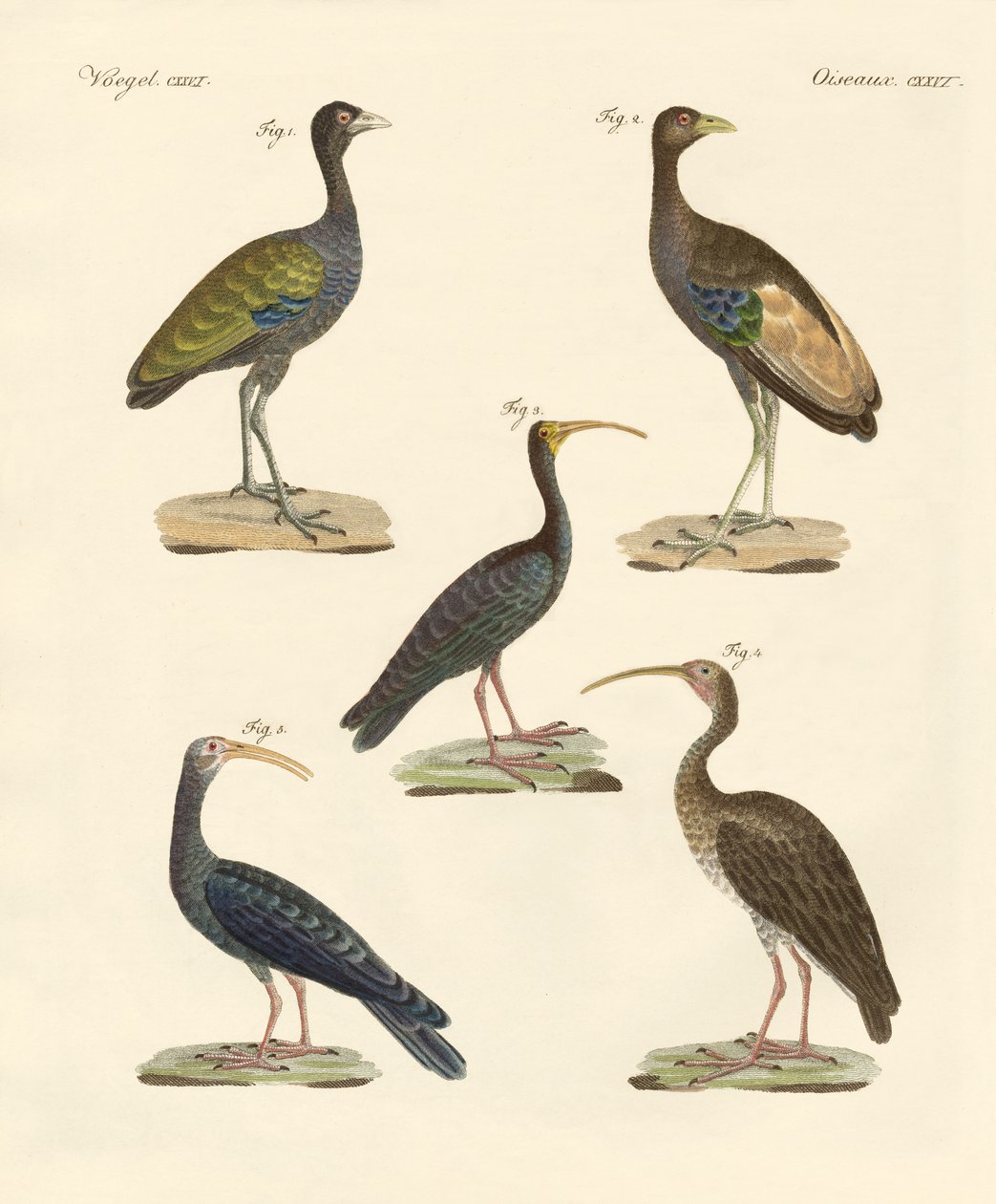 Estranhas aves brasileiras (gravura colorida) de German School