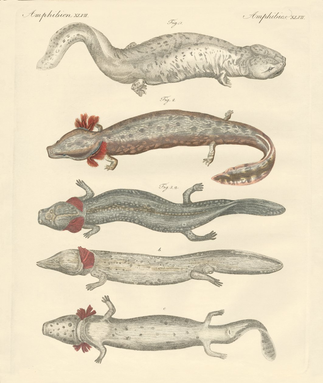Estranhos anfíbios (gravura colorida) de German School