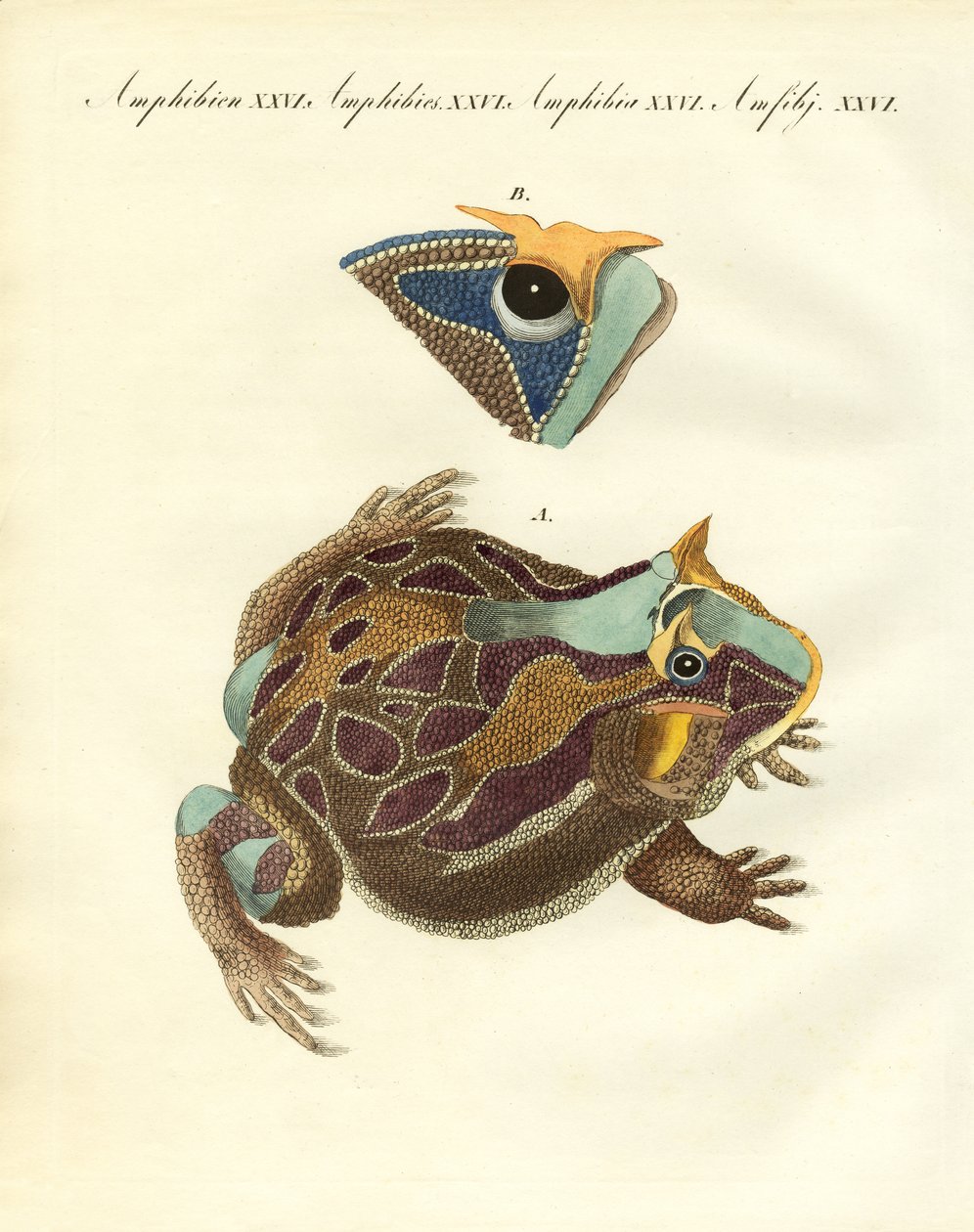 Estranhos anfíbios (gravura colorida) de German School