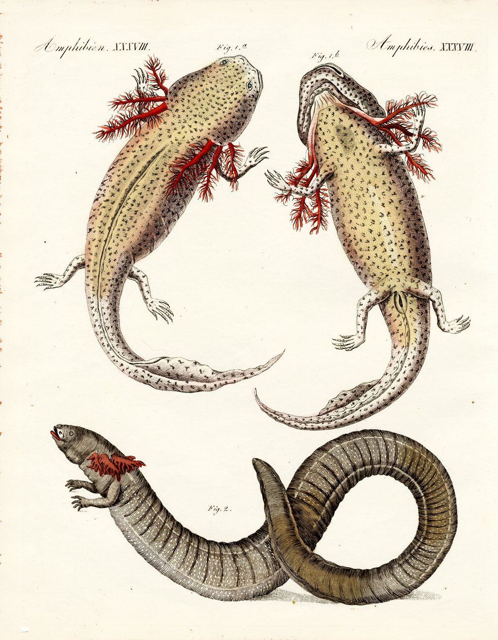 Estranhos anfíbios (gravura colorida) de German School