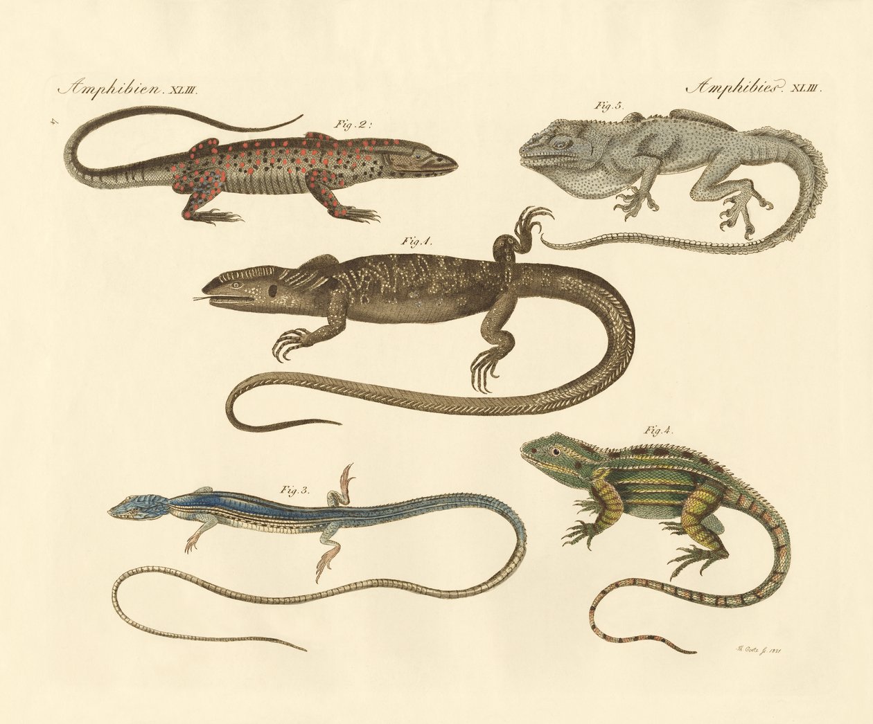 Estranhos anfíbios (gravura colorida) de German School