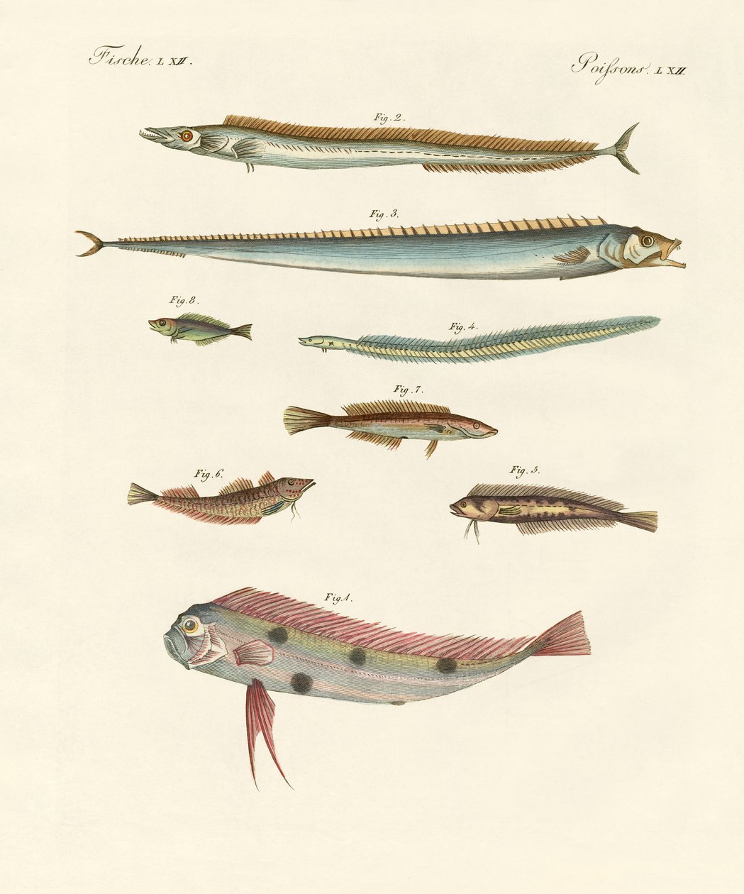 Peixe estranho e bonito de German School