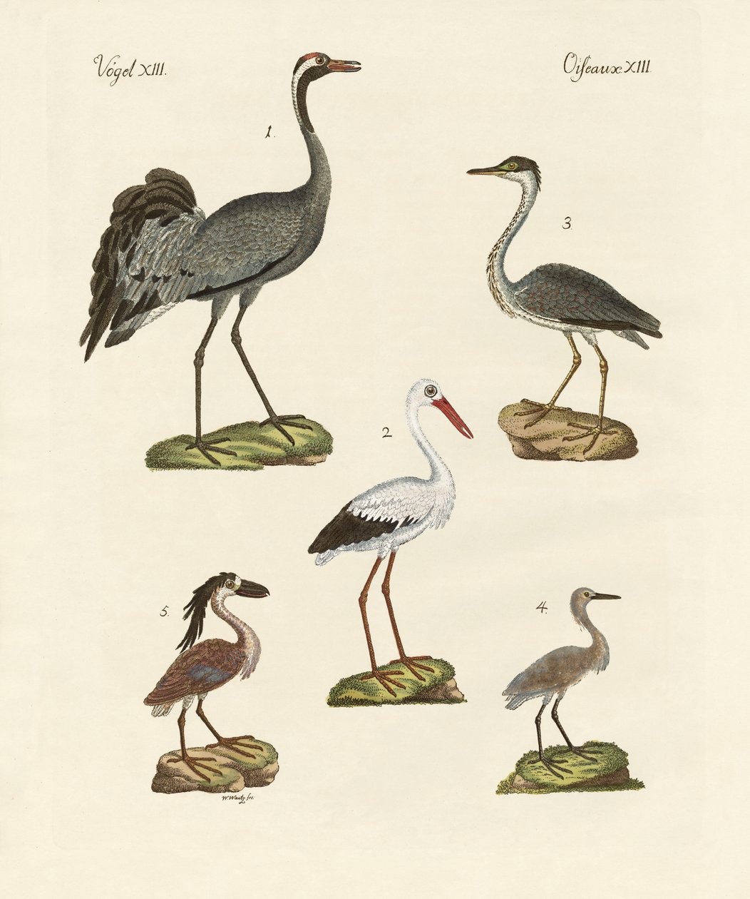 Aves de praia estranhas de German School