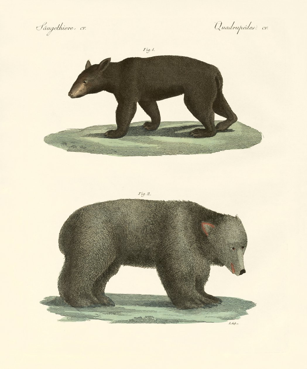 Ursos estranhos (gravura colorida) de German School