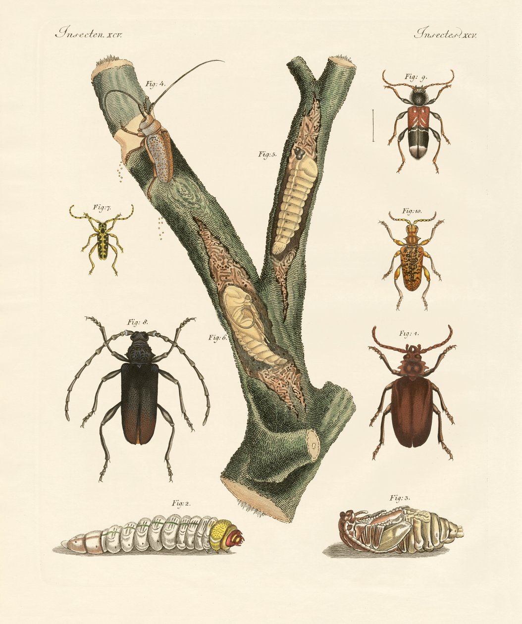 Escaravelhos estranhos (gravura colorida) de German School