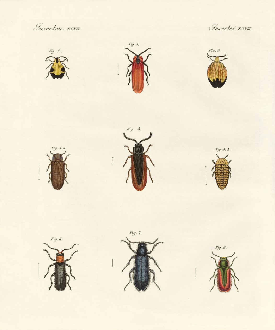 Escaravelhos estranhos (gravura colorida) de German School