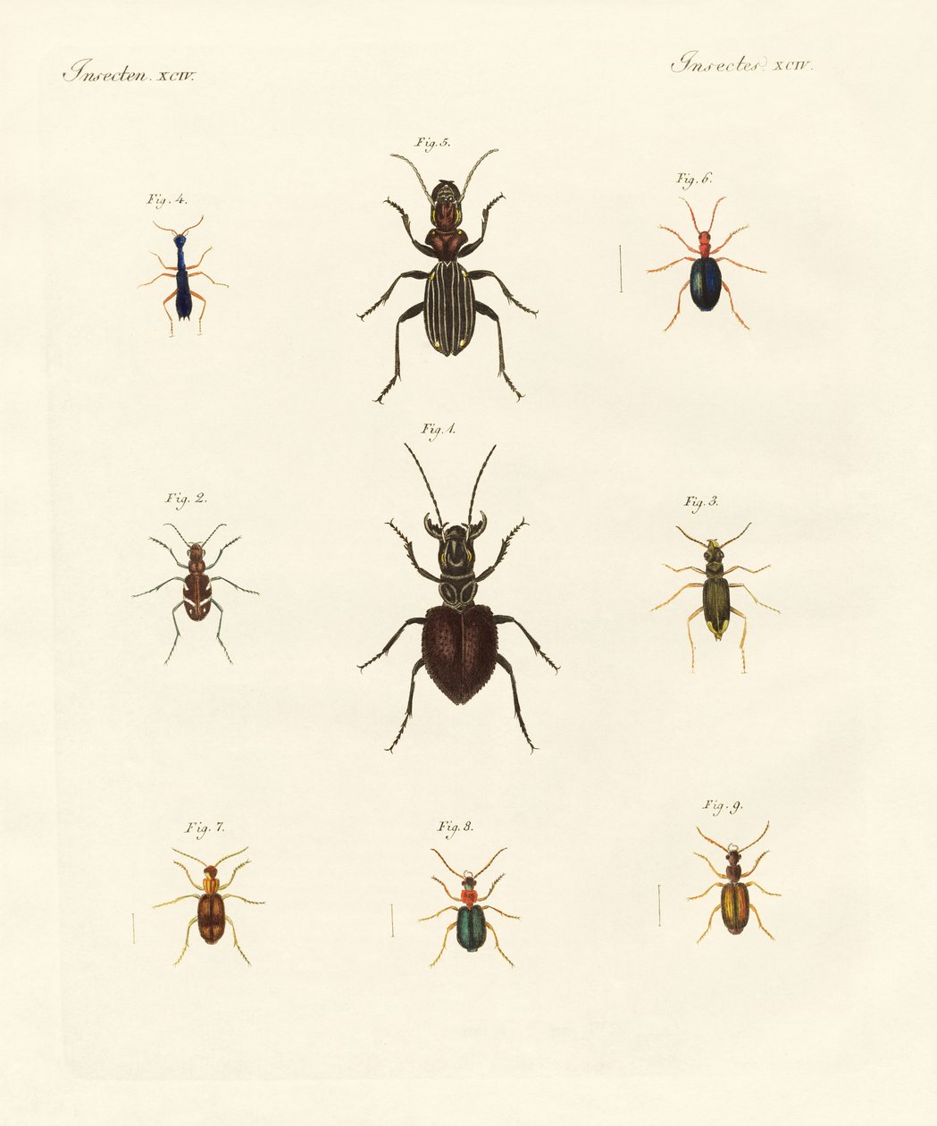 Escaravelhos estranhos (gravura colorida) de German School