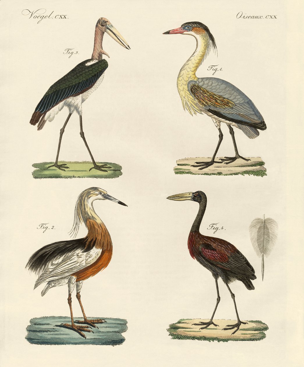 Aves estranhas (gravura colorida) de German School