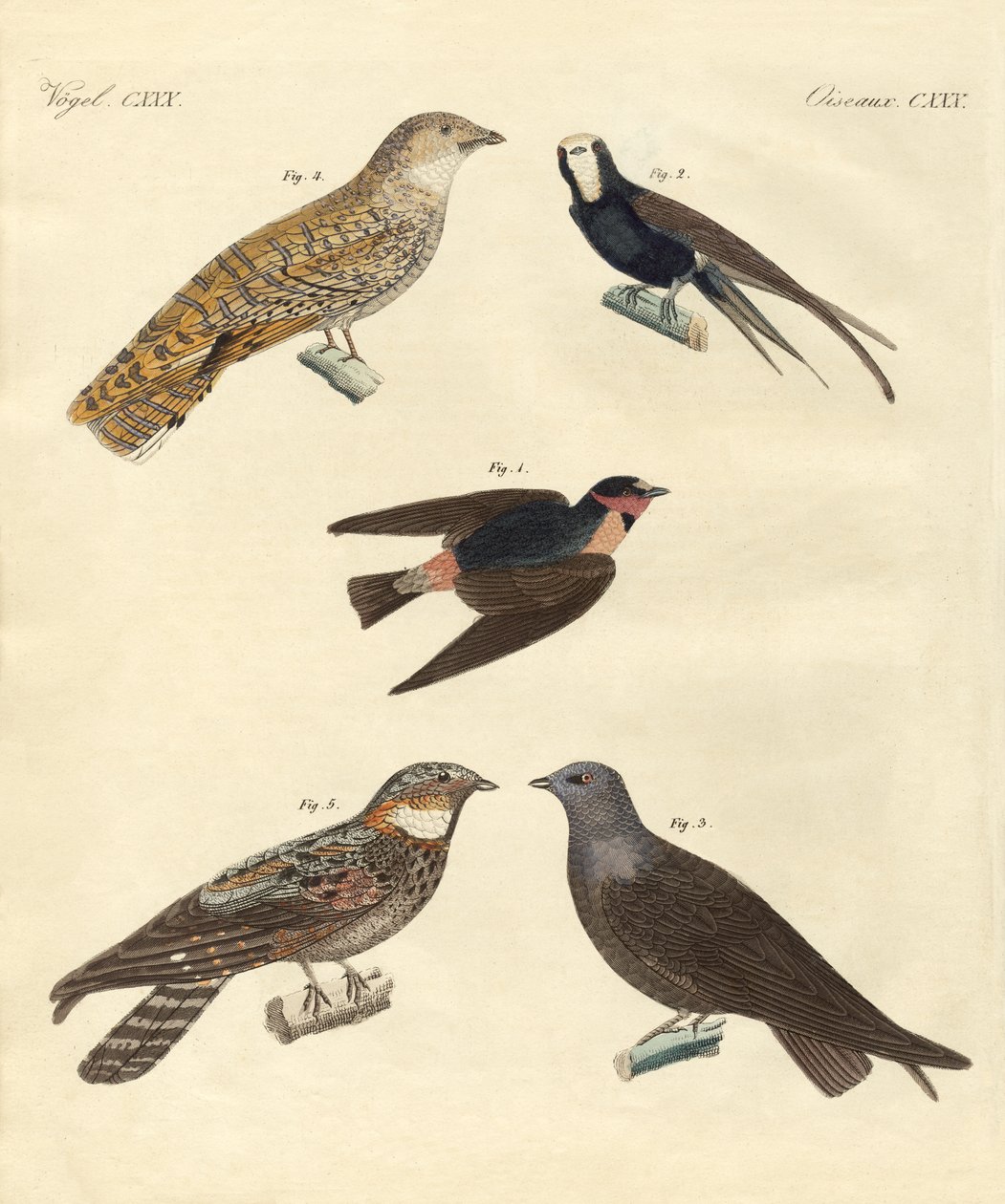 Aves estranhas (gravura colorida) de German School