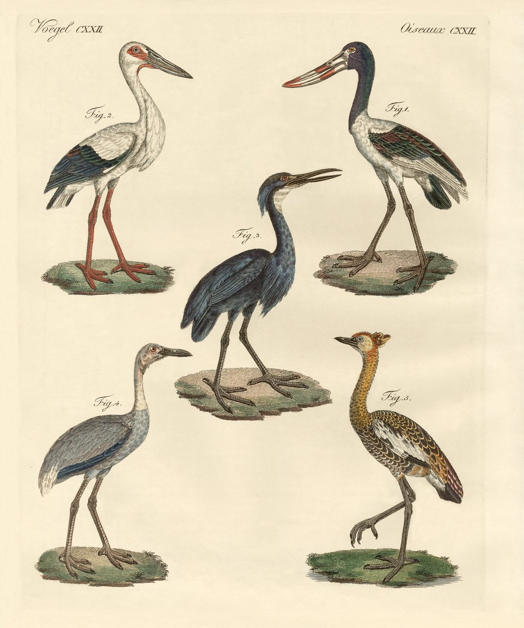 Aves estranhas (gravura colorida) de German School