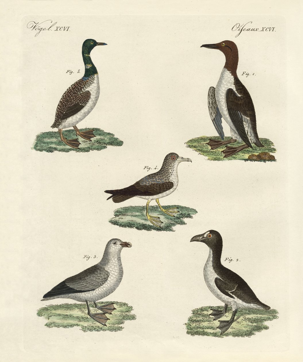 Aves estranhas (gravura colorida) de German School