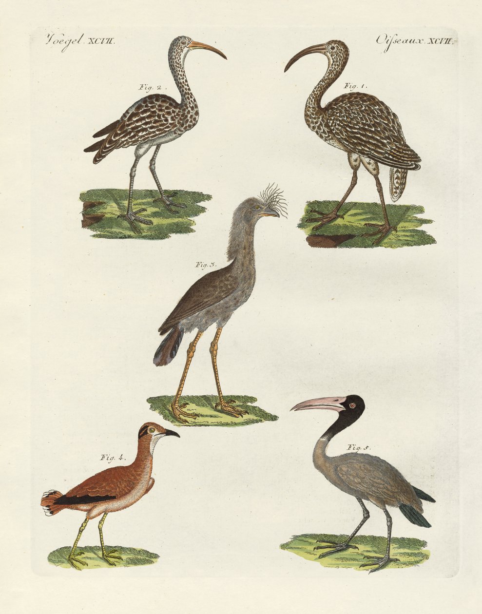 Aves estranhas (gravura colorida) de German School