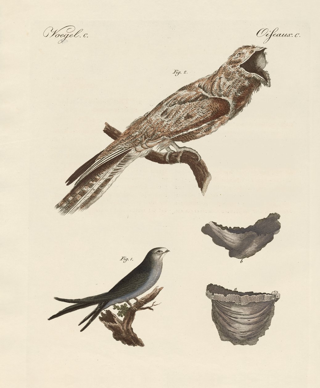 Aves estranhas (gravura colorida) de German School