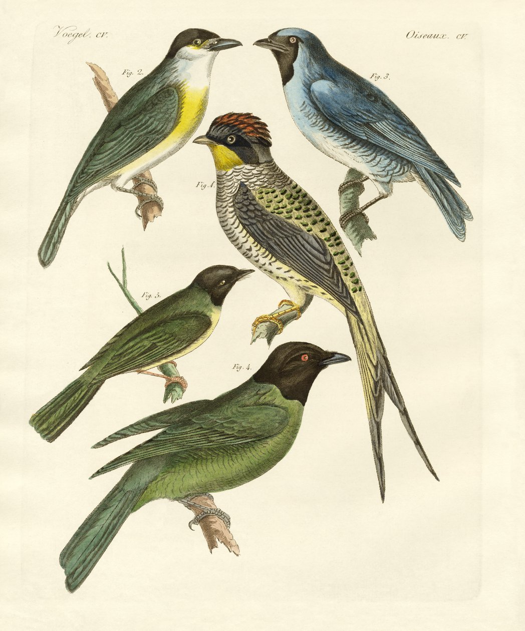 Aves estranhas (gravura colorida) de German School