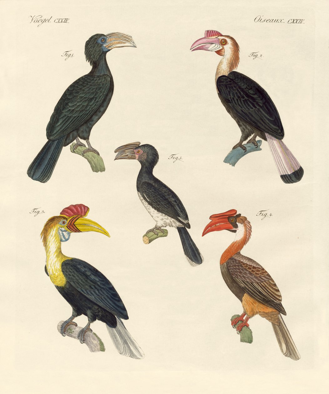 Aves estranhas (gravura colorida) de German School