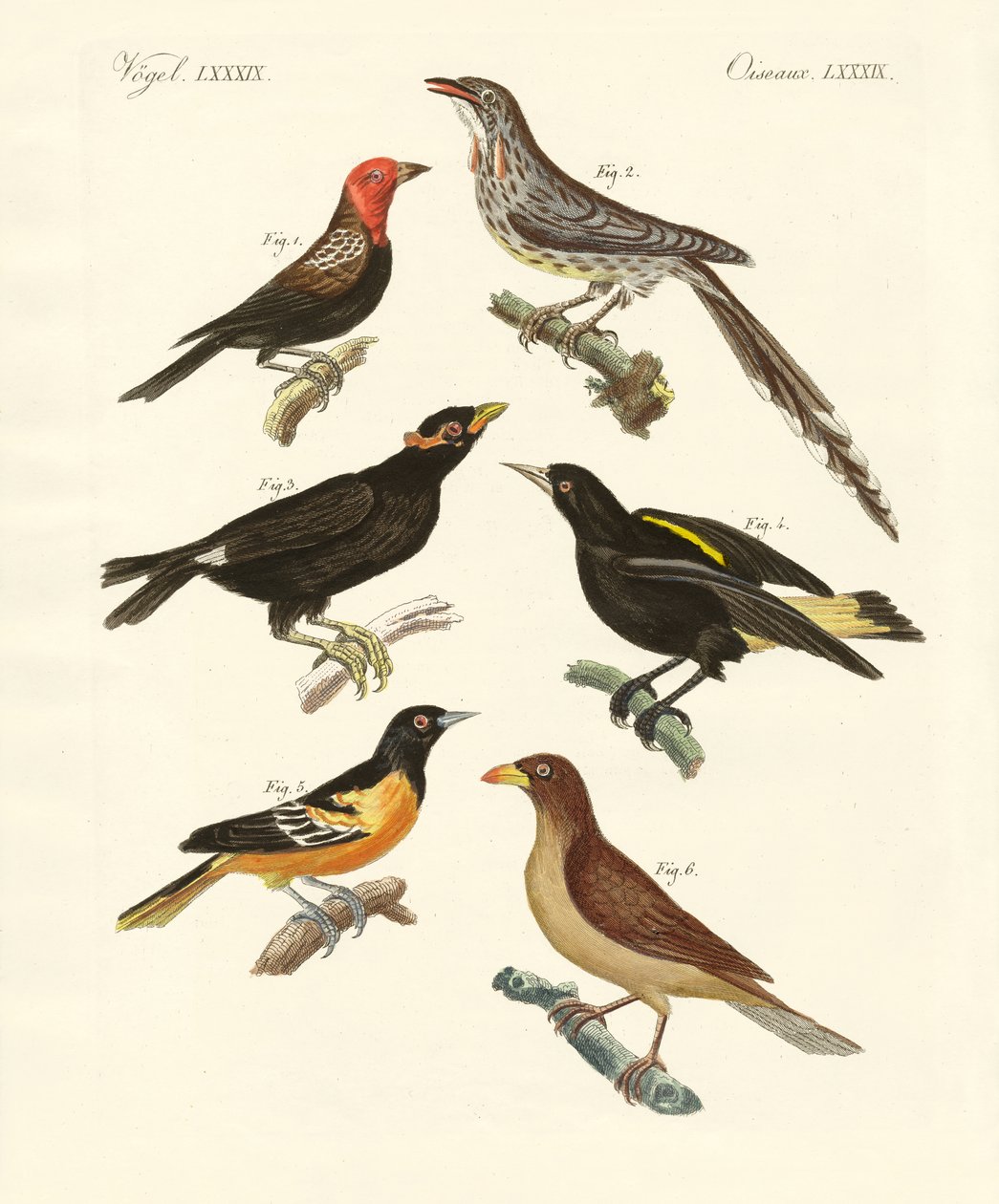 Aves estranhas (gravura colorida) de German School