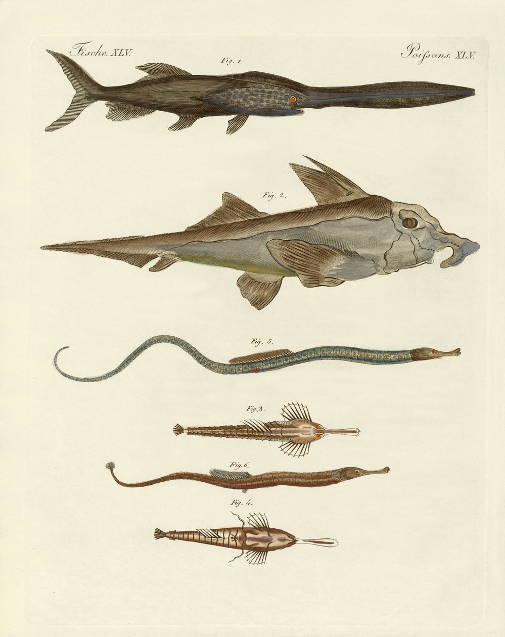 Peixes cartilaginosos estranhos (gravura colorida) de German School