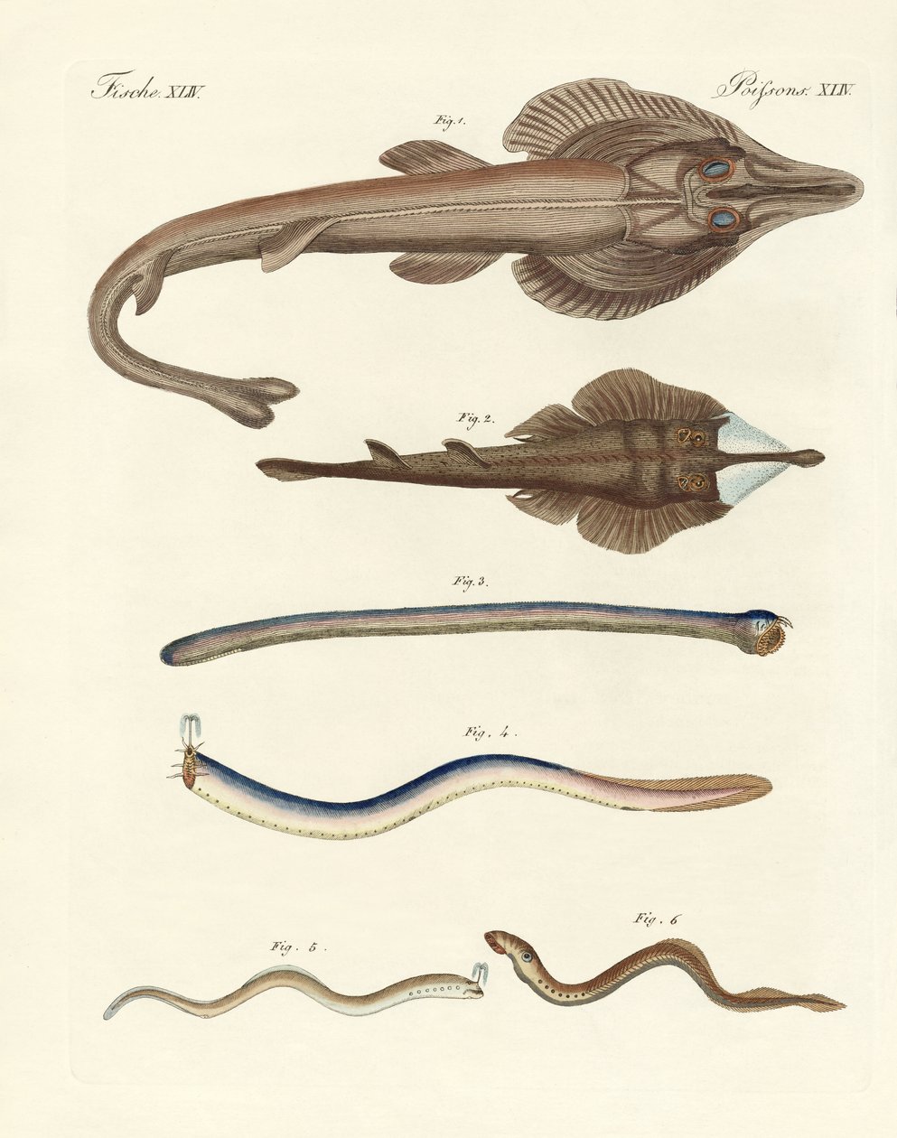 Peixes cartilaginosos estranhos (gravura colorida) de German School