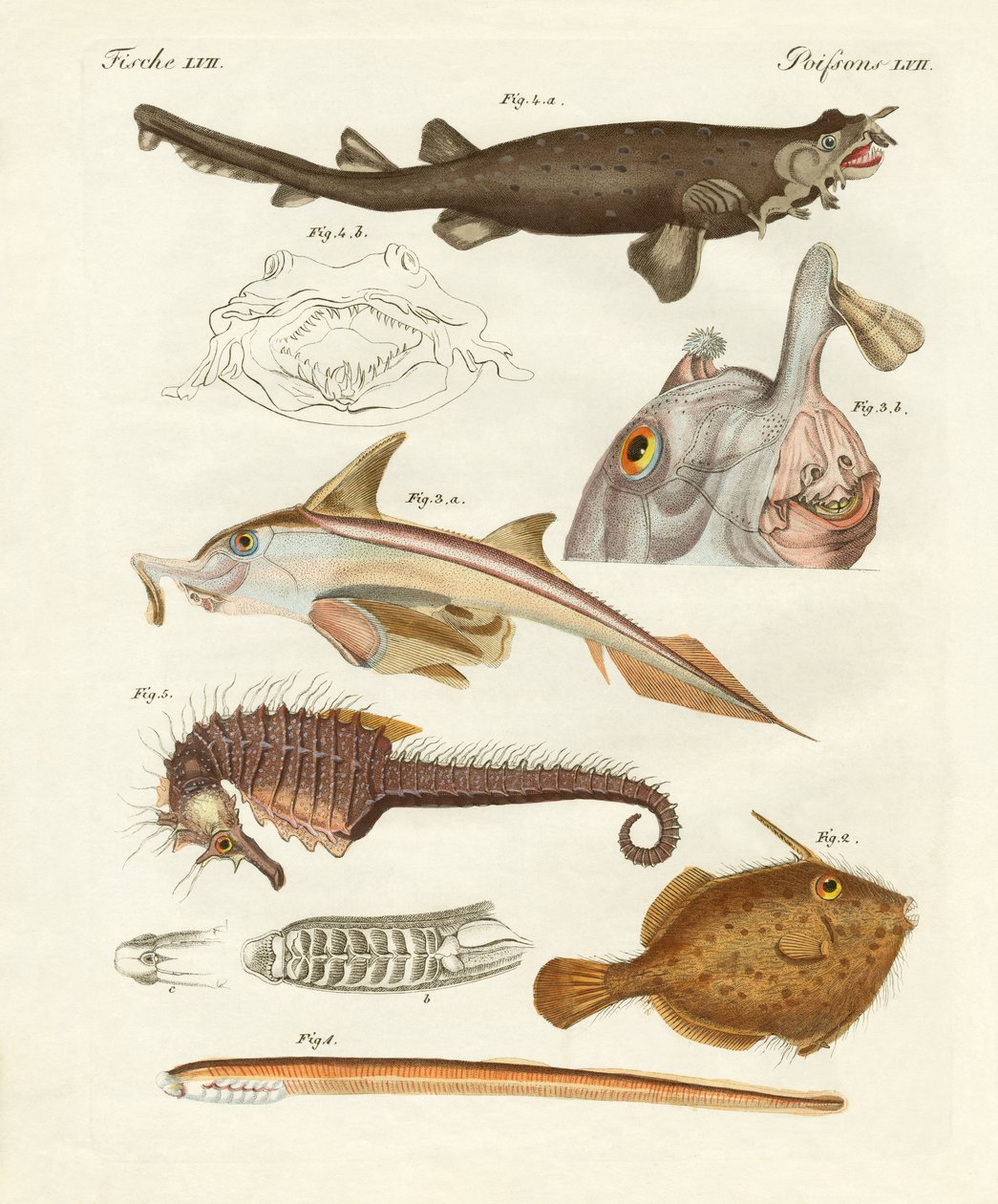 Peixes cartilaginosos estranhos de German School