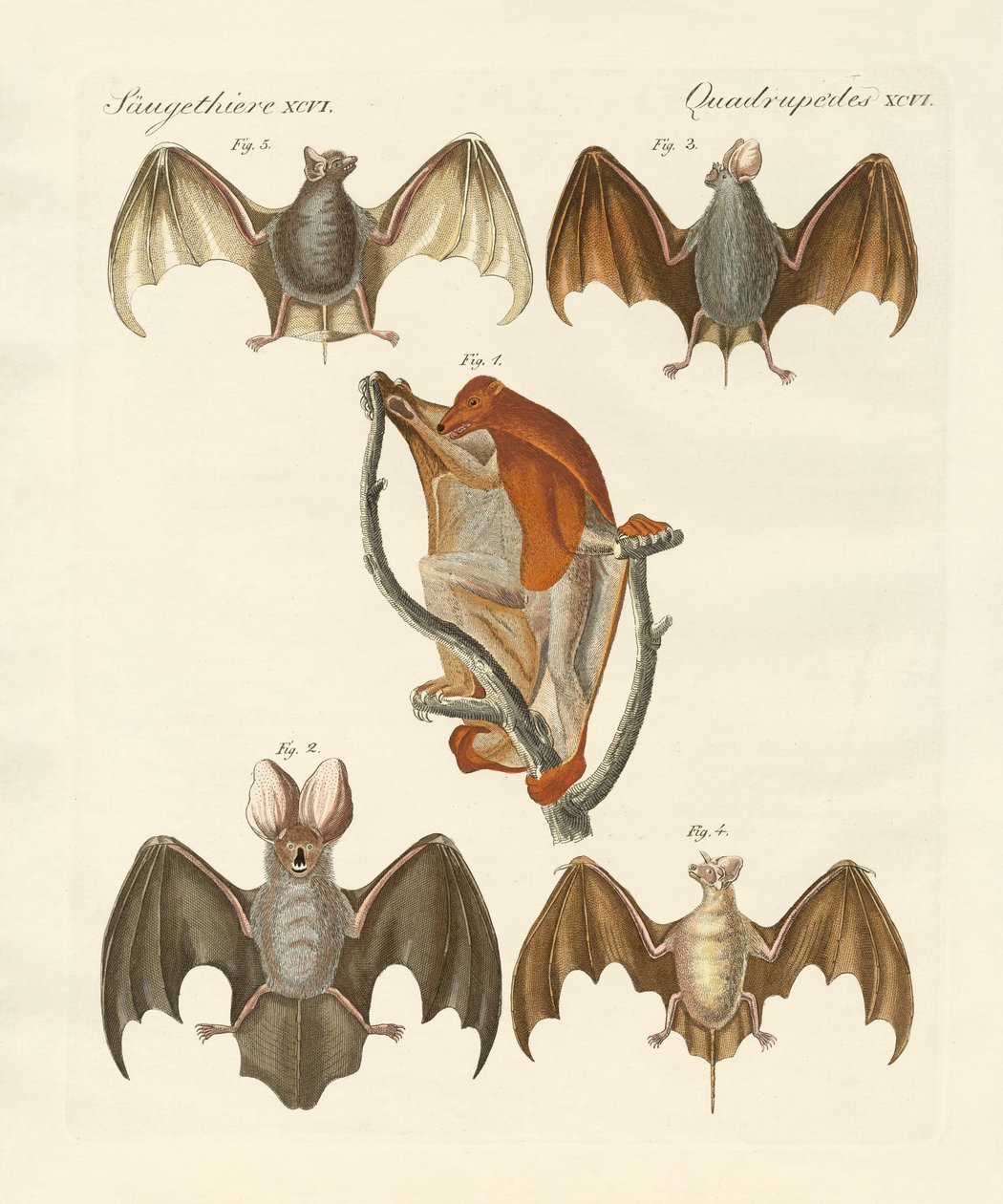 Quirópteros estranhos de German School