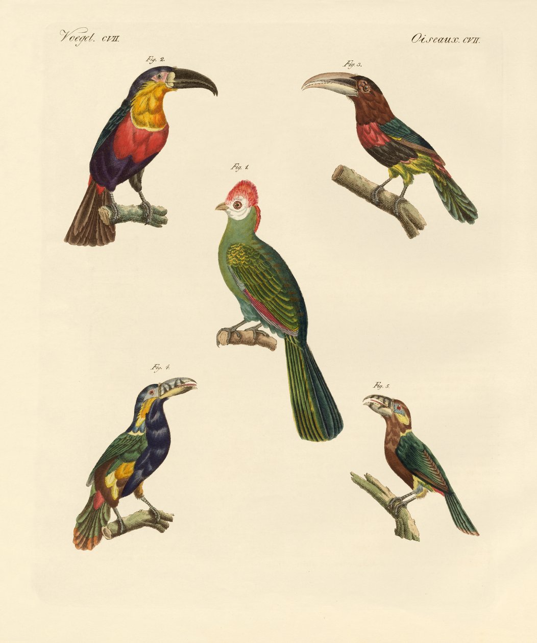 Estranhas aves trepadeiras (gravura colorida) de German School