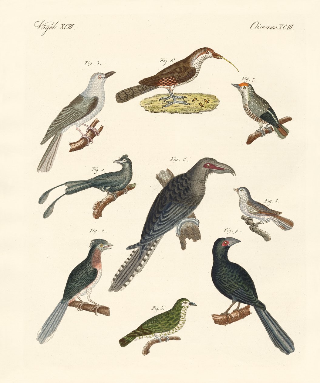 Estranhas aves trepadeiras (gravura colorida) de German School