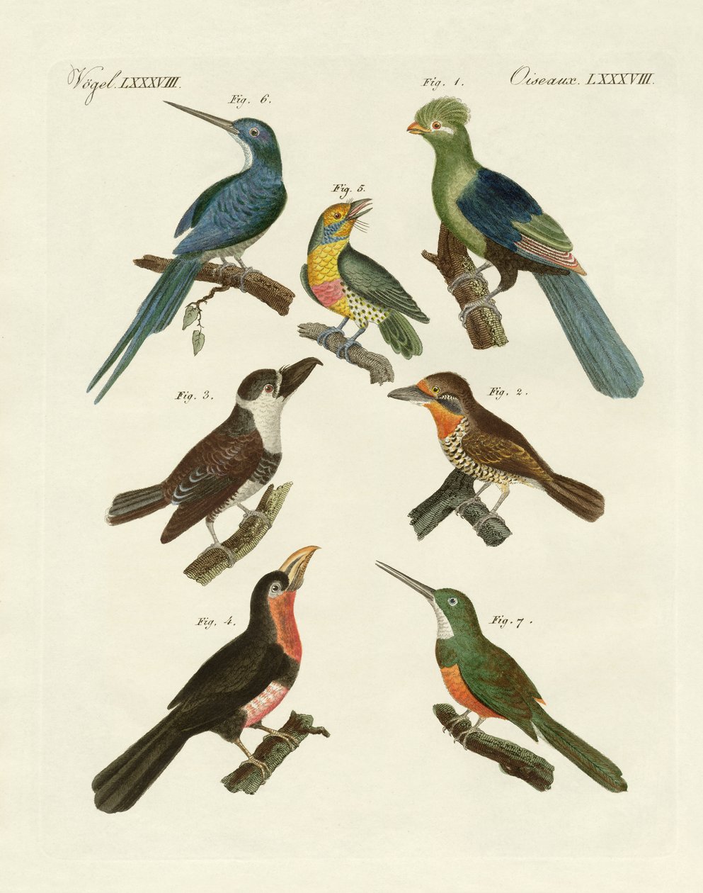 Estranhas aves trepadeiras (gravura colorida) de German School