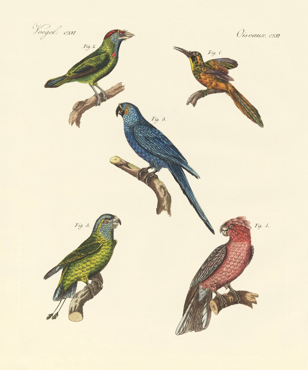 Estranhas aves trepadeiras (gravura colorida) de German School