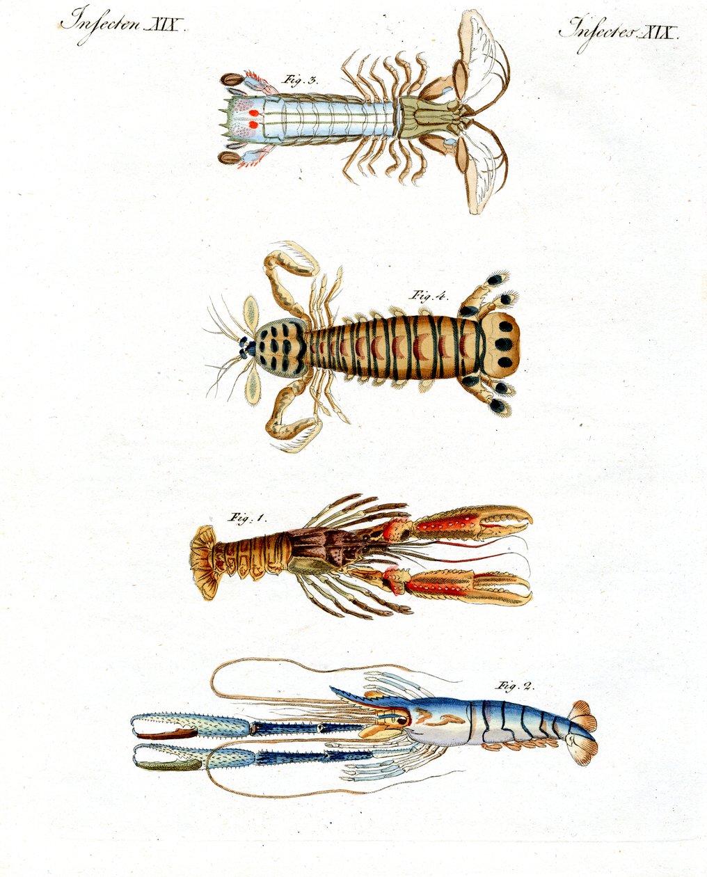 Caranguejos estranhos de German School