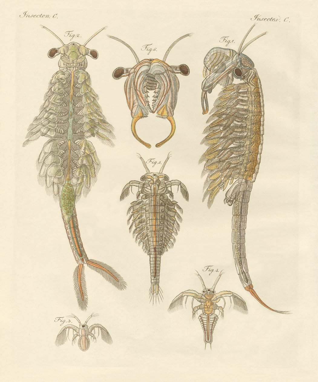 Estranhos crustáceos (gravura colorida) de German School