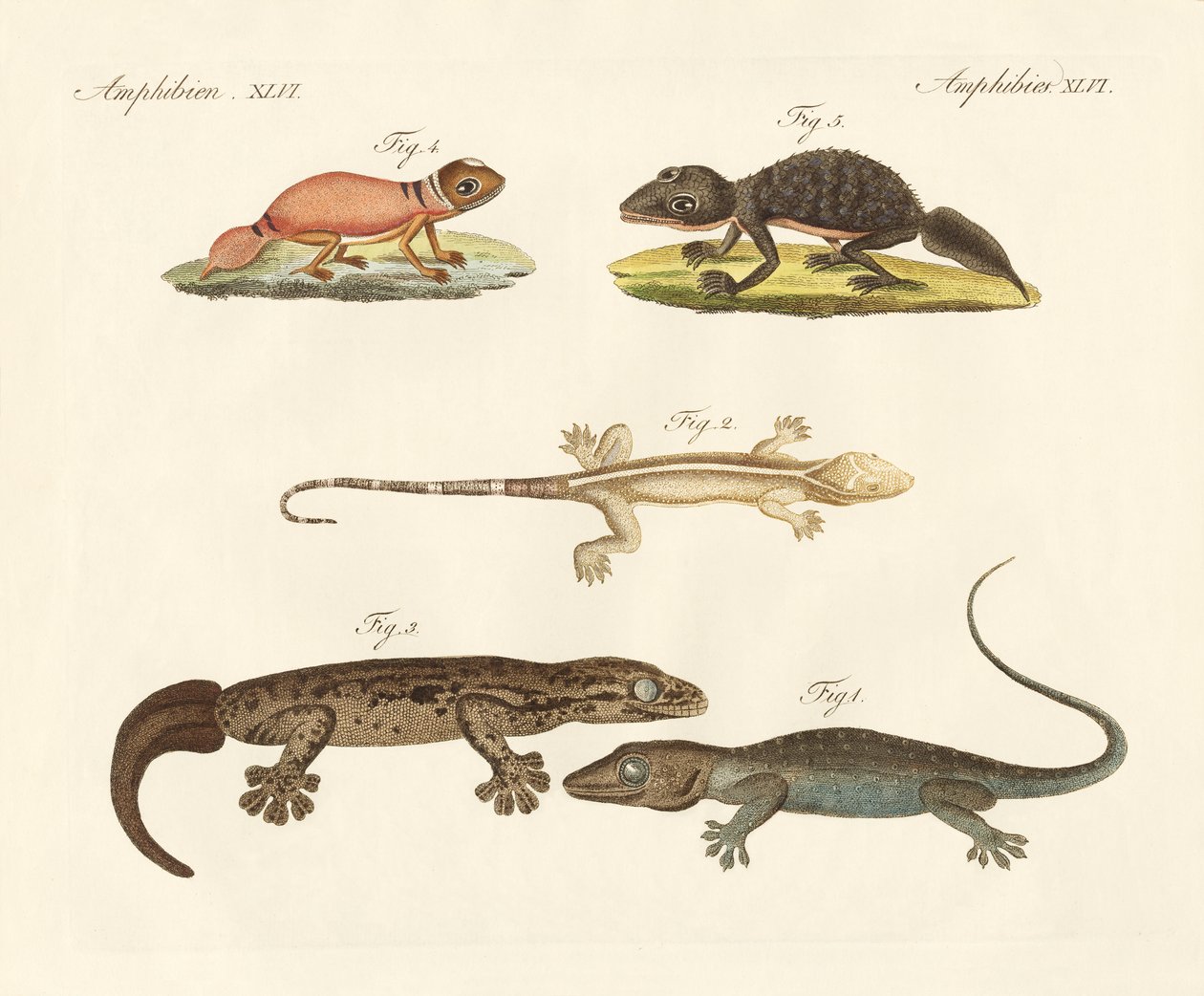 Estranhos dinossauros (gravura colorida) de German School