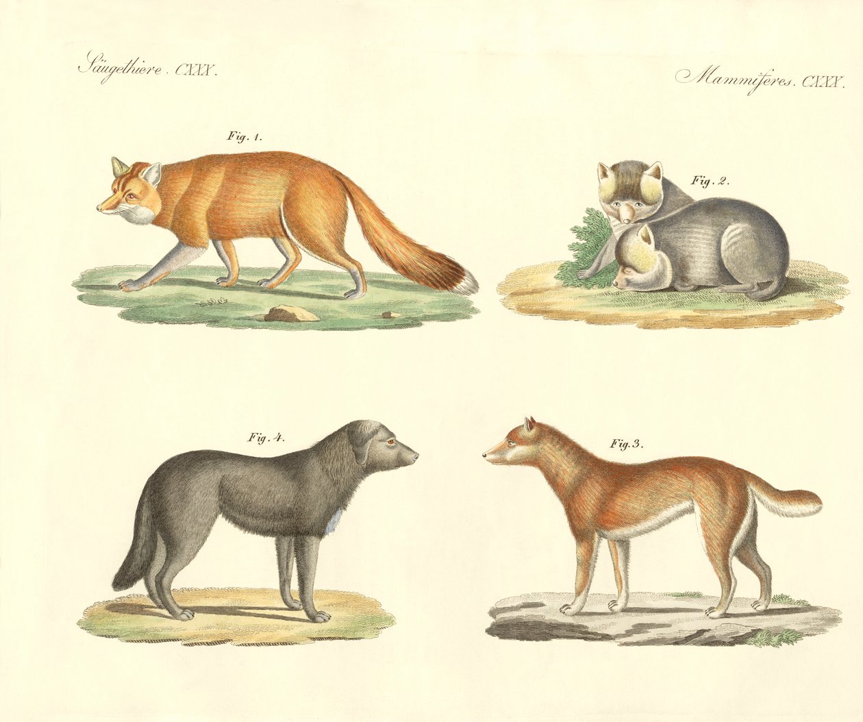 Cães e raposas estranhos (gravura colorida) de German School