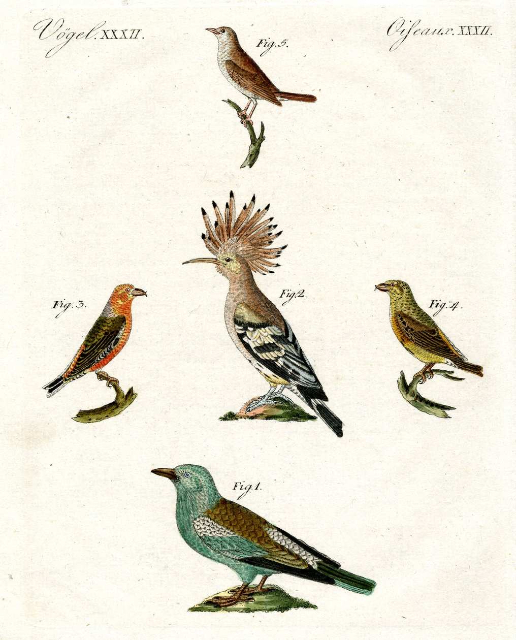 Aves domésticas estranhas de German School