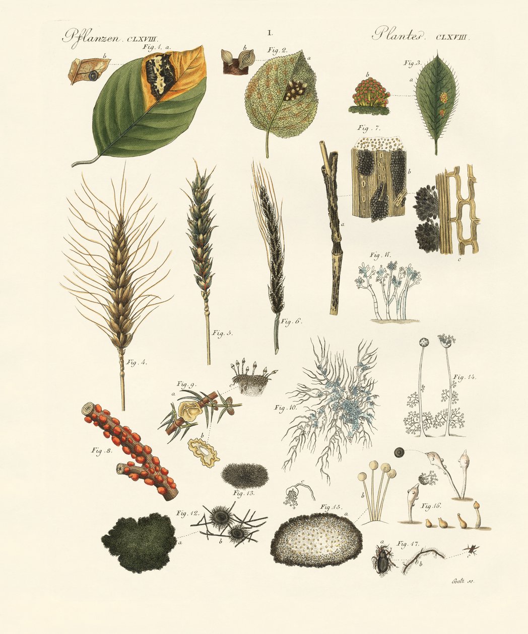 Estranhas poeiras e fungos de fio (gravação colorida) de German School