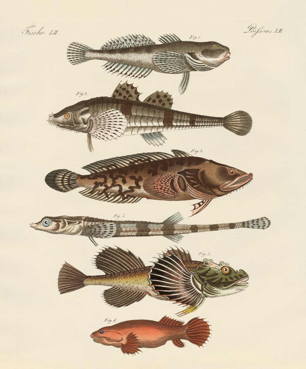 Peixe estranho (gravura colorida) de German School
