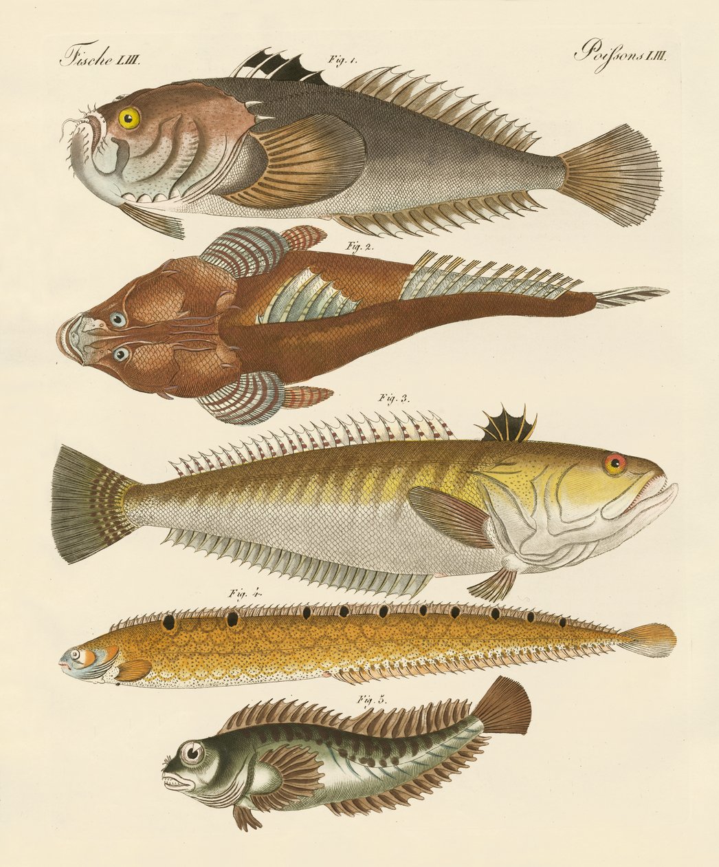 Peixe estranho (gravura colorida) de German School