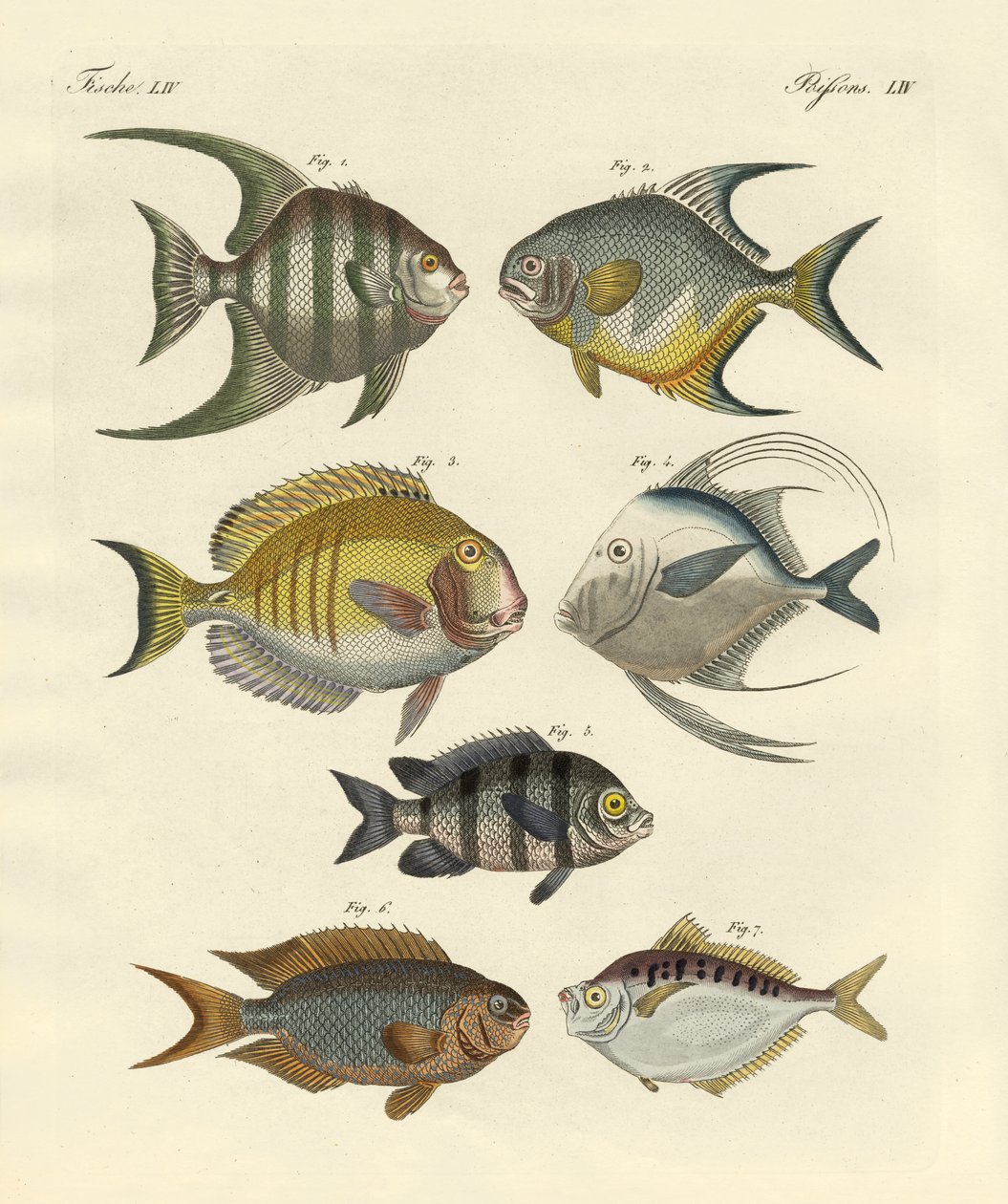 Peixe estranho (gravura colorida) de German School