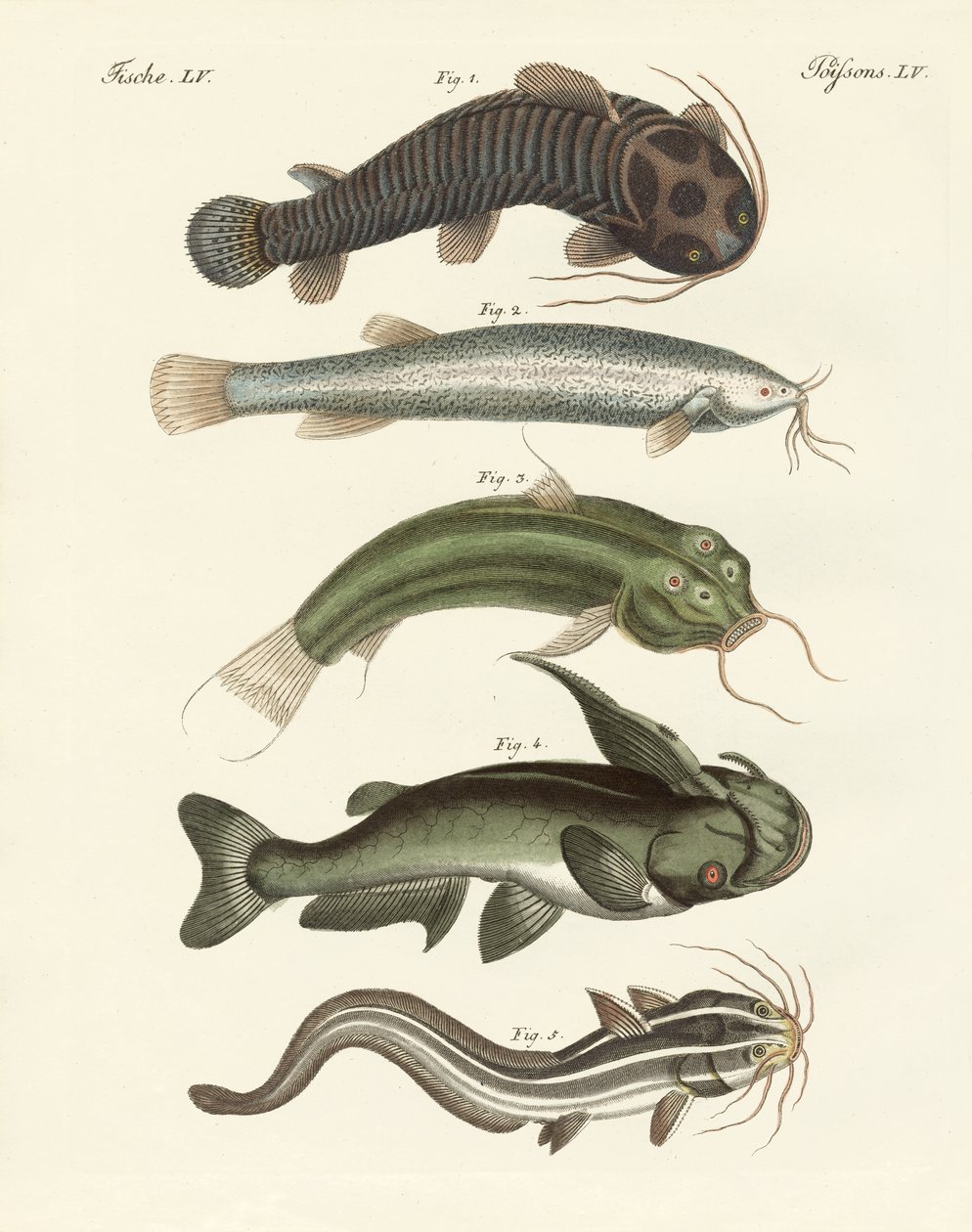 Peixe estranho (gravura colorida) de German School