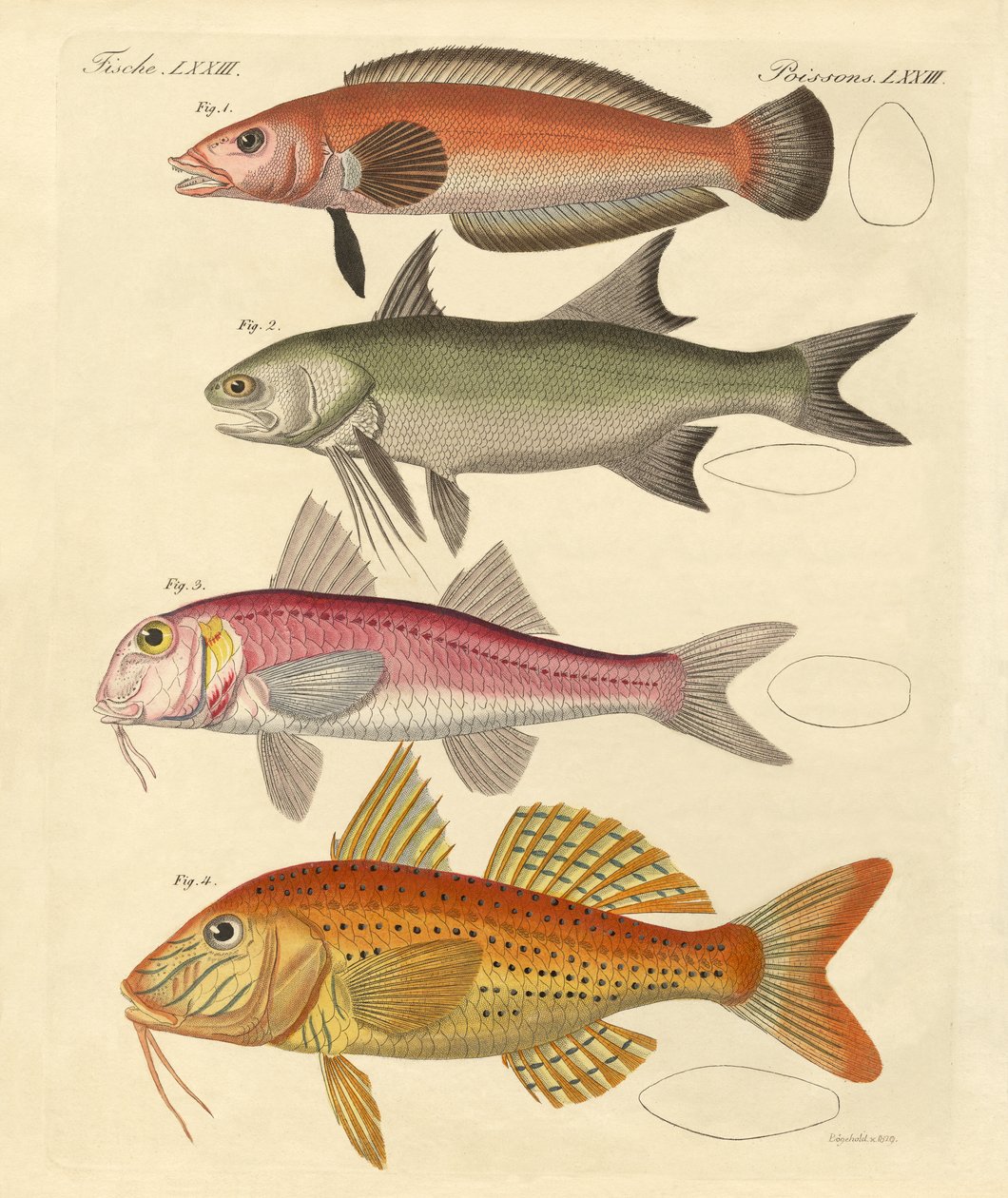 Peixe estranho (gravura colorida) de German School