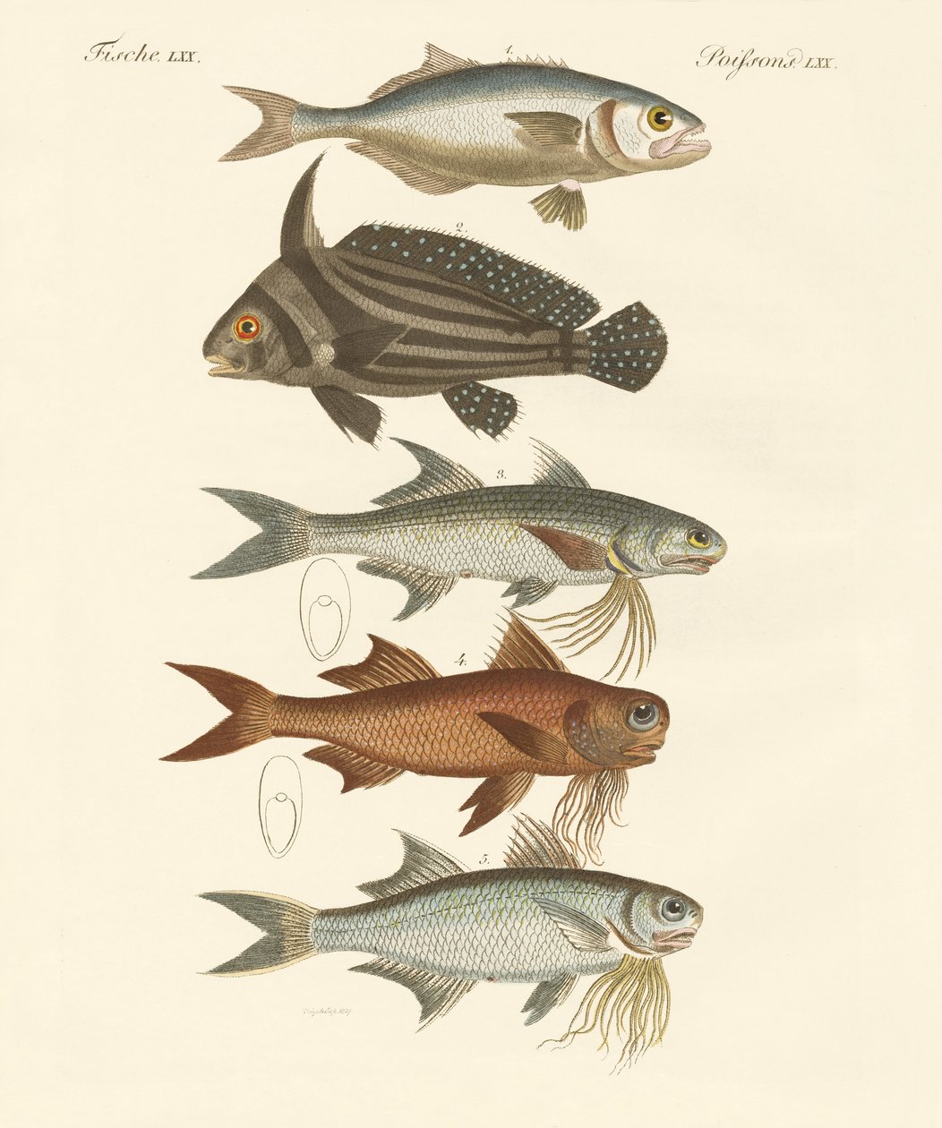 Peixe estranho (gravura colorida) de German School