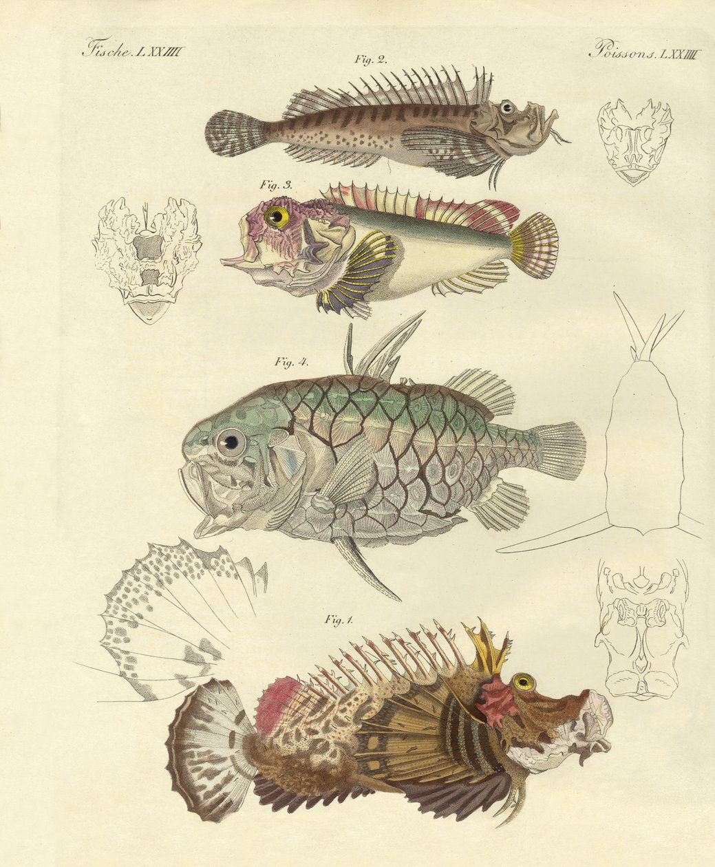 Peixe estranho (gravura colorida) de German School