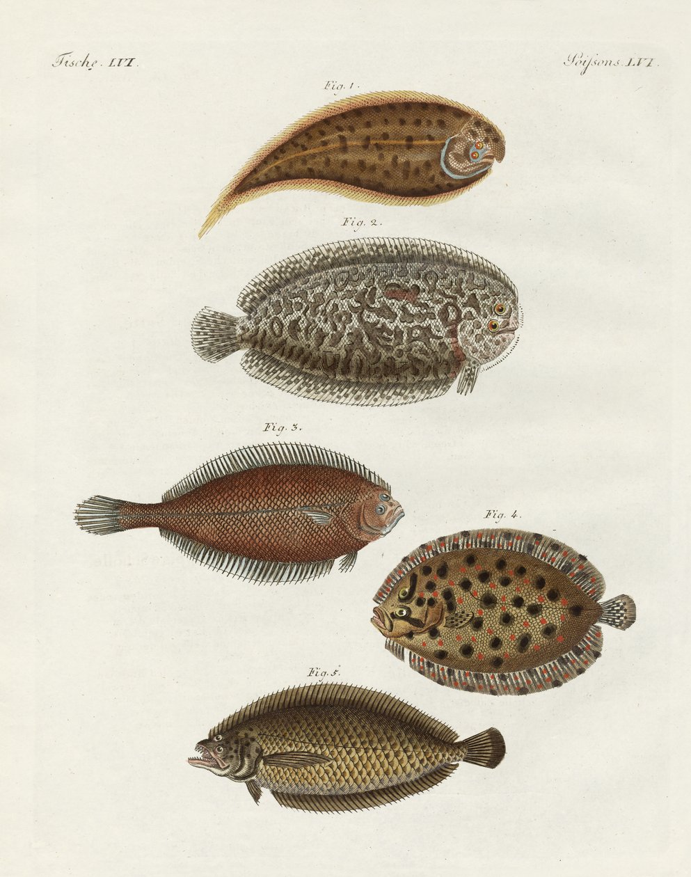 Peixe estranho (gravura colorida) de German School