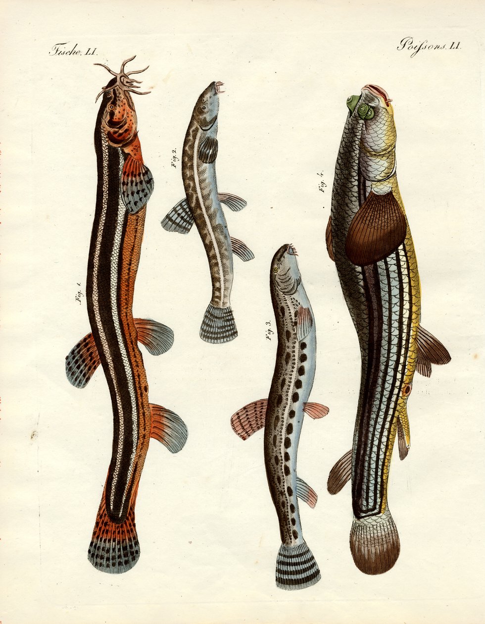 Peixe estranho (gravura colorida) de German School
